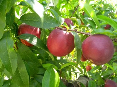 fruta hueso arbol