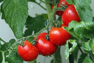 planta de tomates en rama